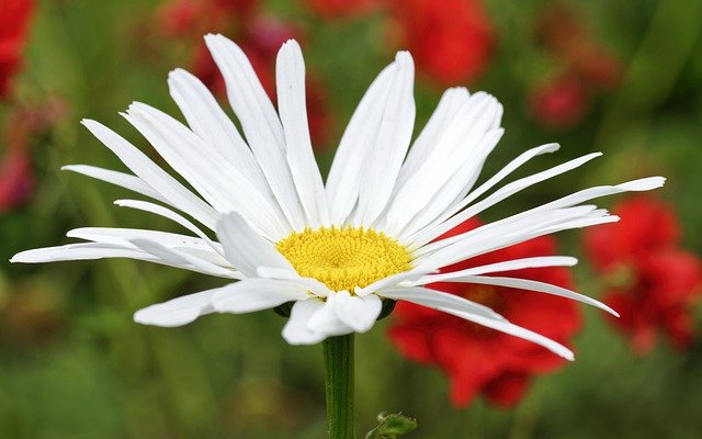 公告本校113學年度低.中年級兒童課後照顧服務教師甄選結果